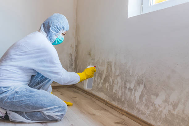 Licensed Black Mold Remediation service in Clarksville, TX - Car Mold Remediation