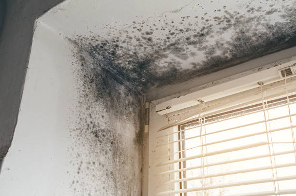 Affordable Black Mold Remediation solutions in Clarksville, TX
